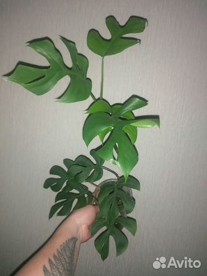 Комнатные растения