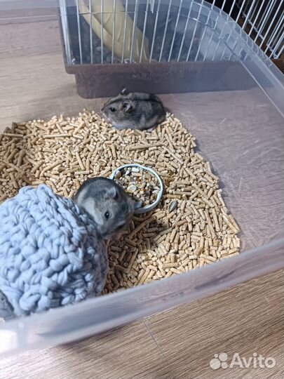 Джунгарские хомяки