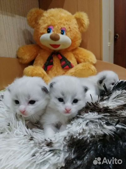 Наши чудо рэгдолл котята