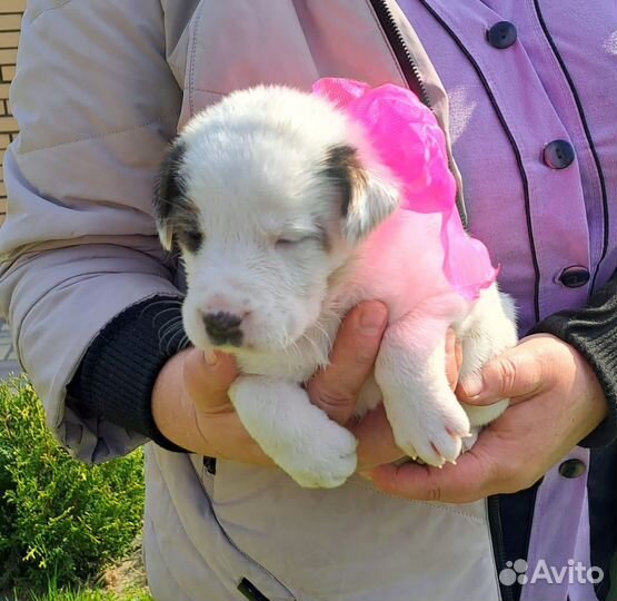 Щенки карапузы в добрые руки