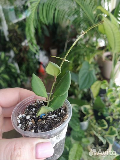 Хойи часть 2