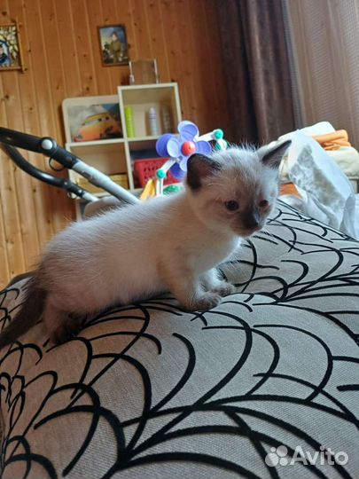 Котята