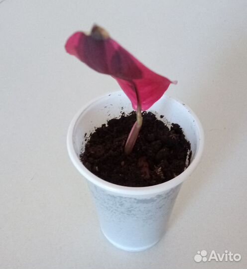 Строманта, псевдоэрантемум и другие