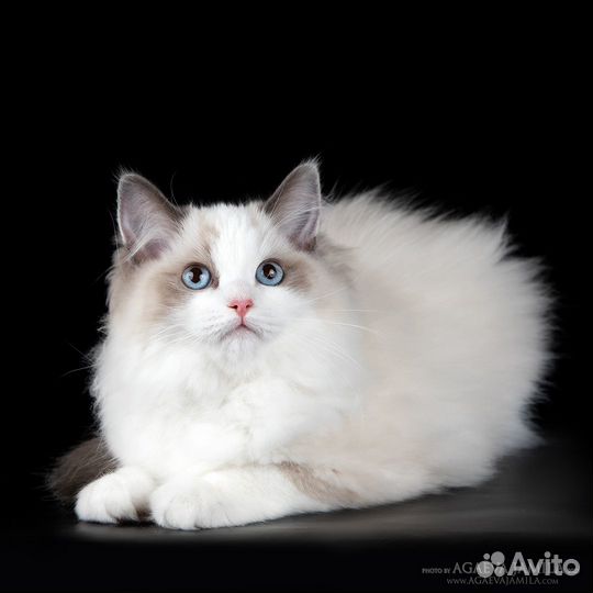 Котенок рэгдолл в добрые, состоятельные руки