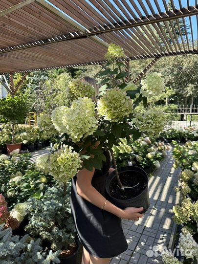 Гортензии крупные, красивые