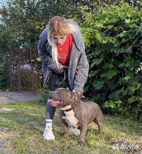 Американский булли вязка