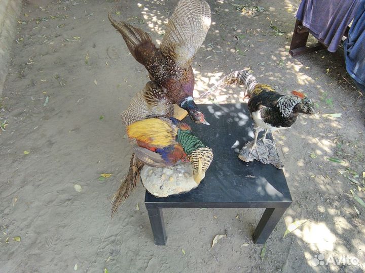 Голова кабана