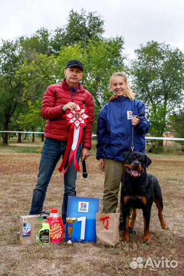 Услуги хендлера