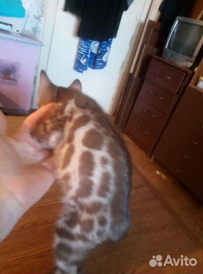Бенгальские котята