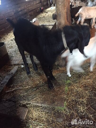 Англо нубийский козел