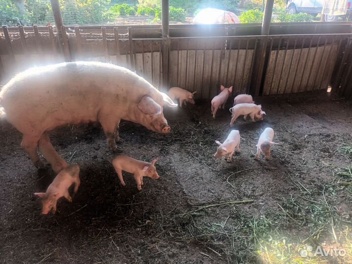 Поросята