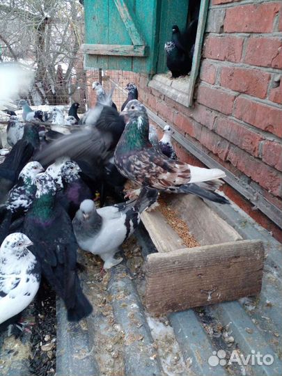 Бойных пород голубей