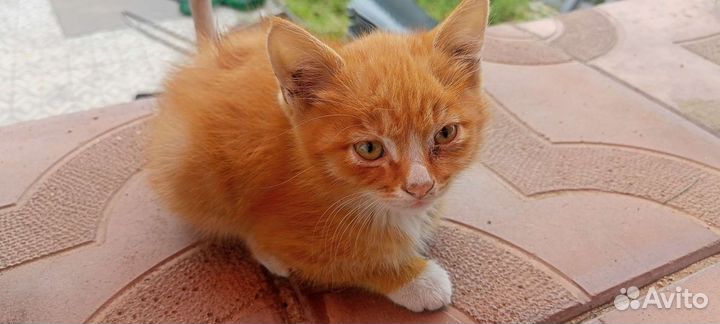 Рыжий котенок мальчик