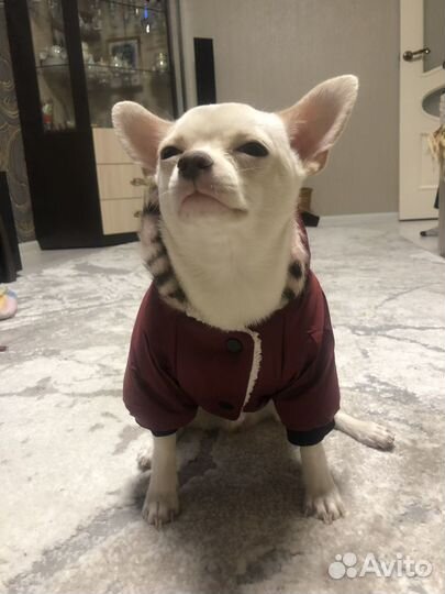 Одежда для собак