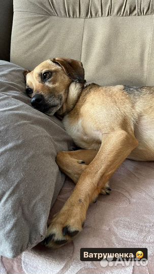 Маленькая собака в добрые руки