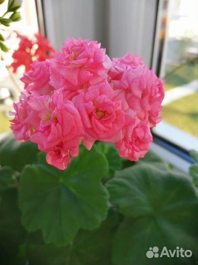 Пеларгонии сортовые