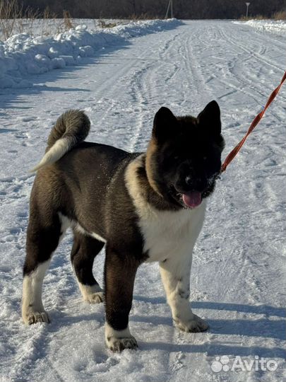 Щенки американской акиты