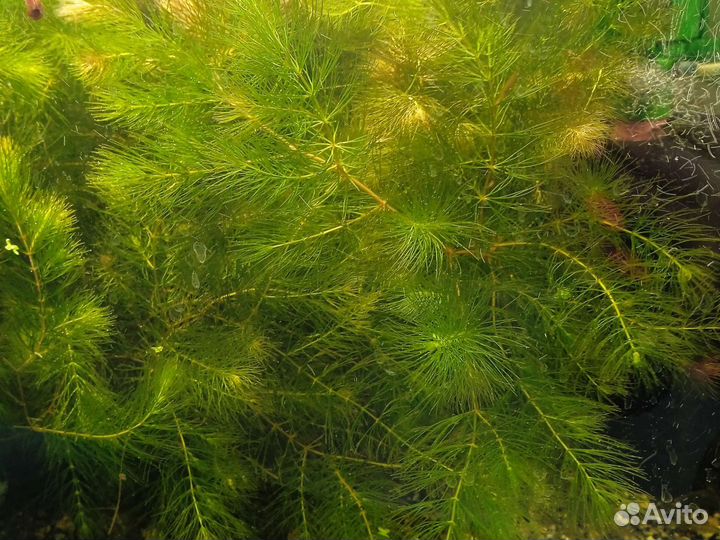 Аквариумные растения