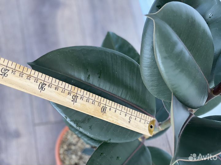 Фикус каучуконосный 62см
