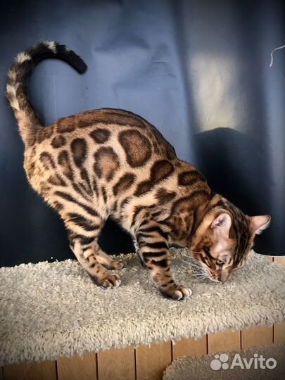 Бенгальские кот и кошка
