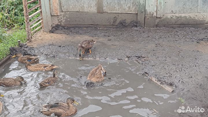 Подсадные Утки для Охоты