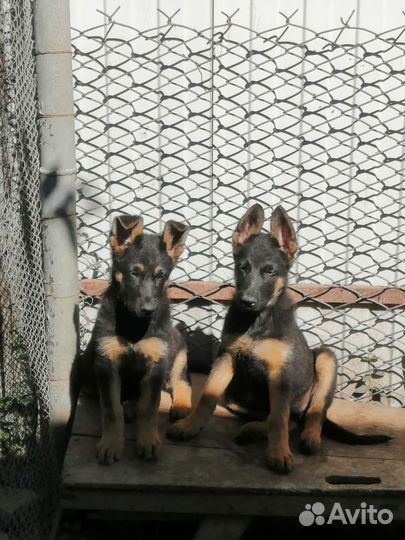 Собаки щенки немецкая овчарка