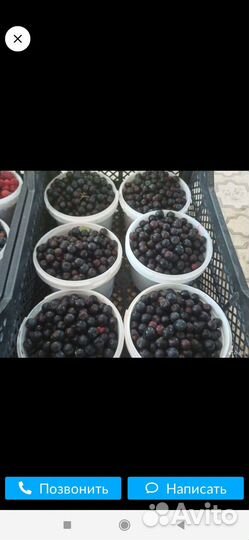 Черноплодная рябина