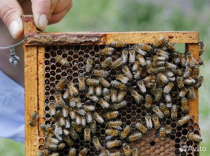 Пчелы (с ульями и без) - забронировано