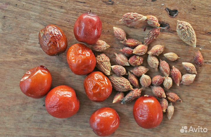 Унаби Настоящий (Зизифус) на посадку, семена