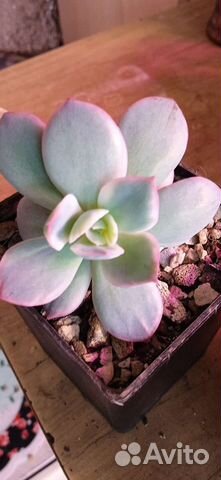 Эхеверия Секунда вариегатная