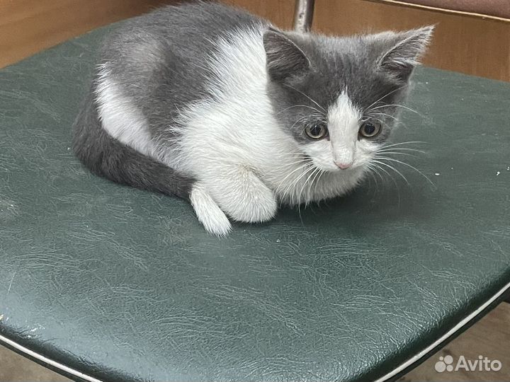 Котята отдам в добрые руки