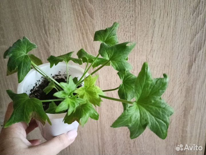 Пеларгония. Белопероне