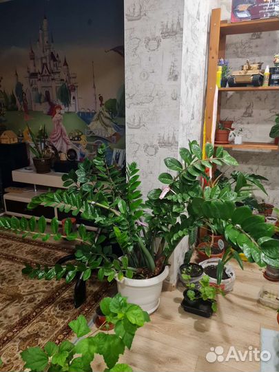 Замиокулькас черный равен