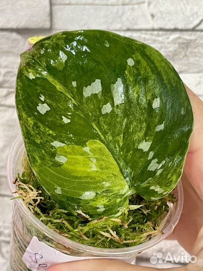 Сциндапсус вариегатный