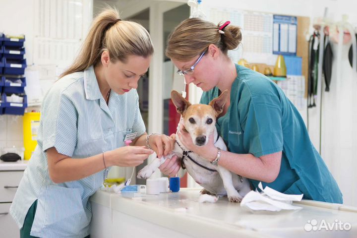 Ассистент ветеринарного врача (студент)