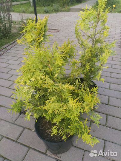 Туя Еллоу риббон