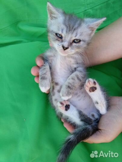 Котята