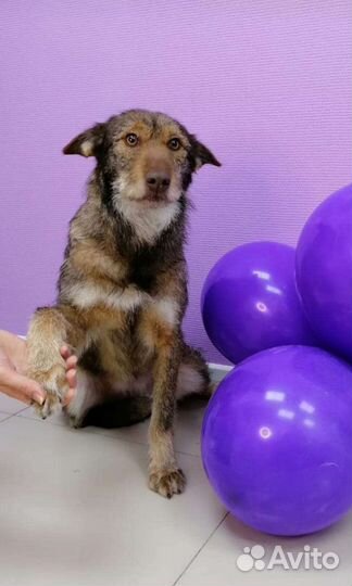 Собака Джема