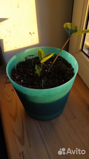 Замиокулькас