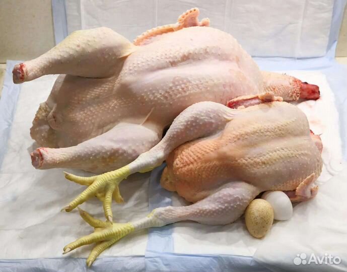 Мясо домашней индейки