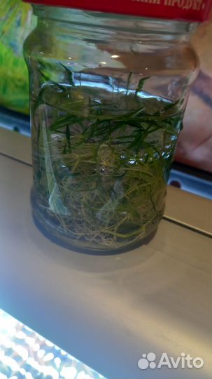 Аквариумные растения. Набором. Прополка