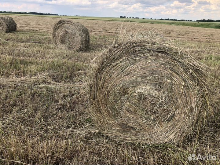 Сено в рулонах
