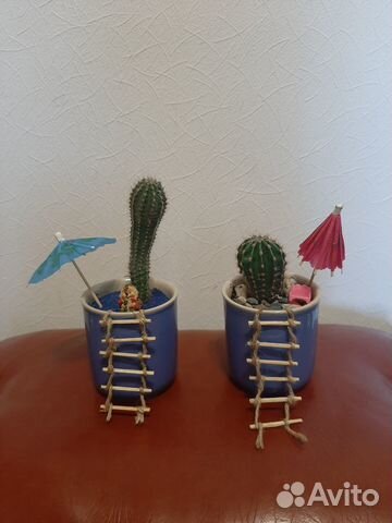 Позитивные композиции из кактусов