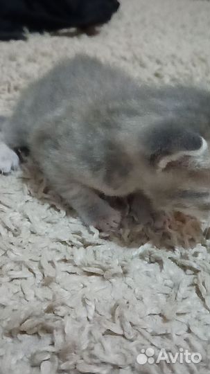 Серенькая кошечка