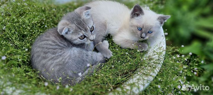 Сиамские котята