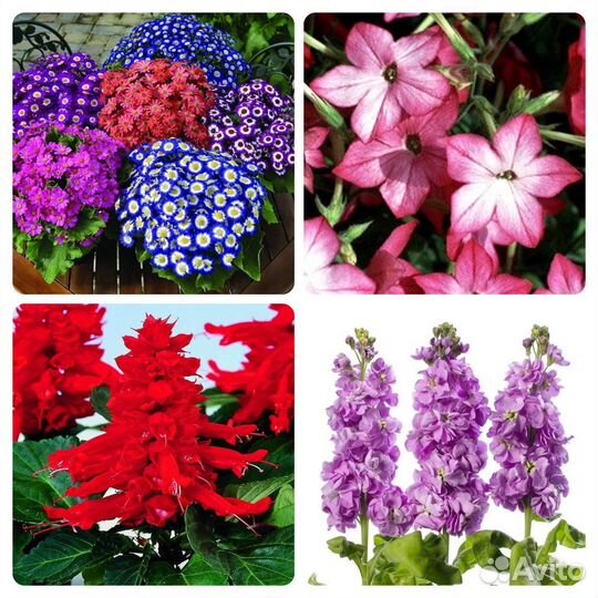 Проф. семена цветов в мелкой фасовке