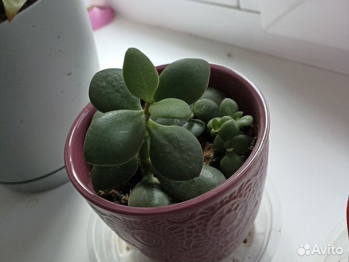 Крассула толстянка