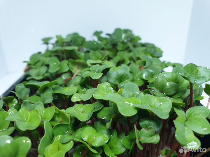 Редька микрозелень (под заказ)