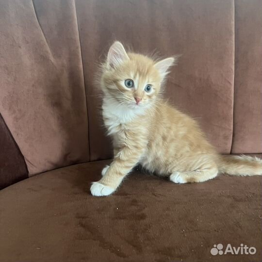 Отдам котенка (2 котика) в хорошие руки бесплатно