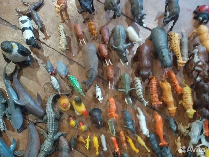 Животные домашние дикие